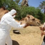 Descubre dónde trabaja un veterinario y las salidas laborales más demandadas